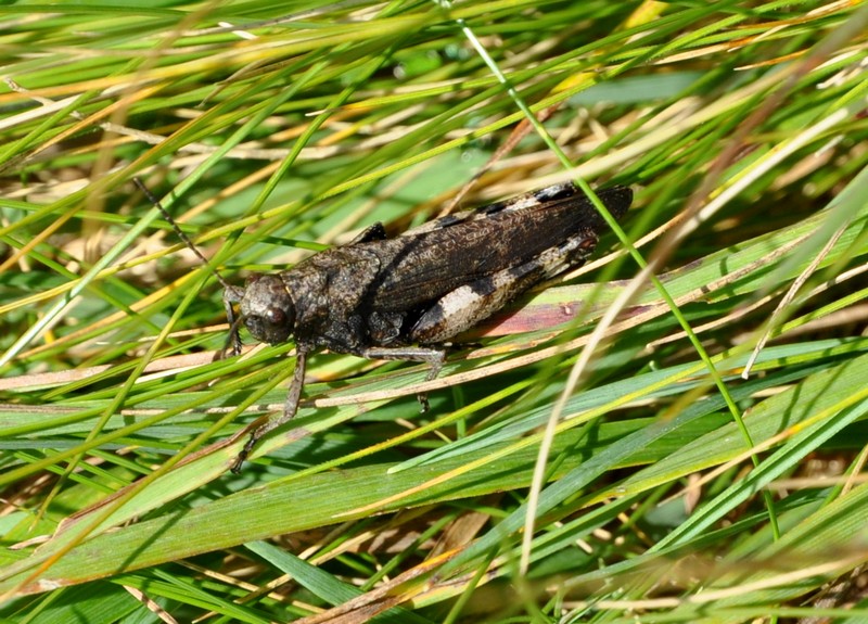 Acrididae - Psophus stridulus stridulus